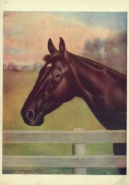 Black Beauty Young Folks’ Edition